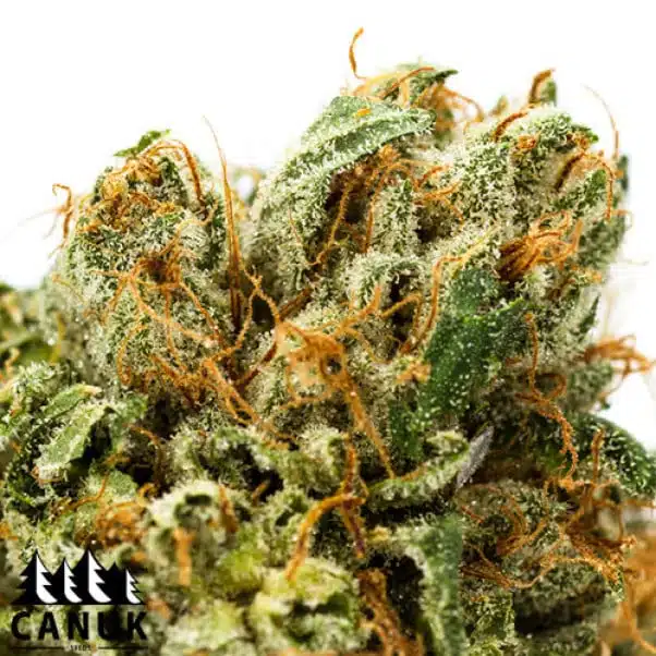 Shiskaberry | Canuk Seeds | FEM Photoperiod Seeds