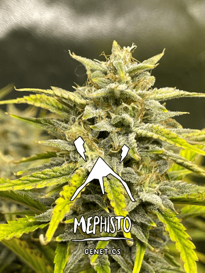 Close-up of a cannabis flower from Mephisto Genetics, with visible trichomes on the buds and leaves, against a blurred background.