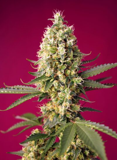 Sweet Seeds – Skywalker OG Runtz XL Strain – Auto Fem