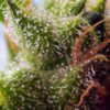 Sweet Seeds – Skywalker OG Runtz XL Strain – Auto Fem - Image 2