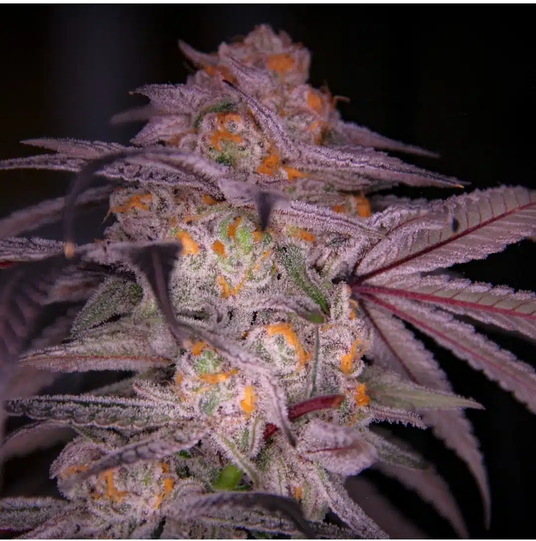 SLIMEBALL | SUNKEN TREASURE SEEDS | PHOTOPERIOD CANNABIS SEEDS REGULAR