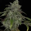 Twenty20 Mendocino – Snowblower F2 Strain – Fem Photo - Image 2