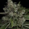 Twenty20 Mendocino – Snowblower F2 Strain – Fem Photo - Image 3