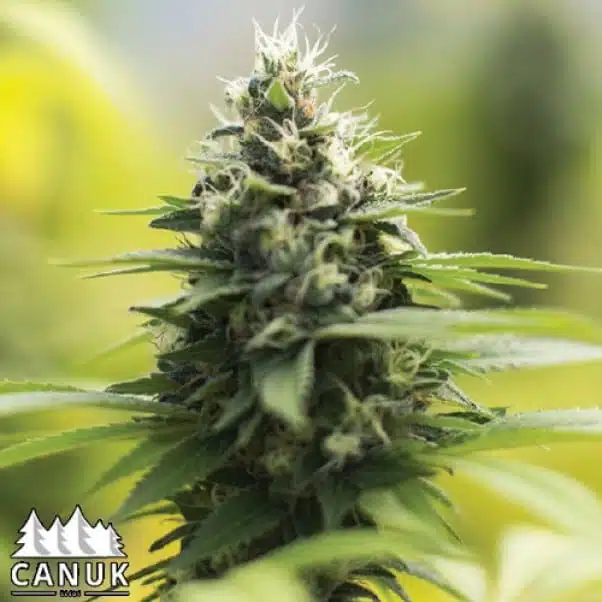 Sour Diesel Auto | Canuk Seeds | FEM Autoflower Seeds