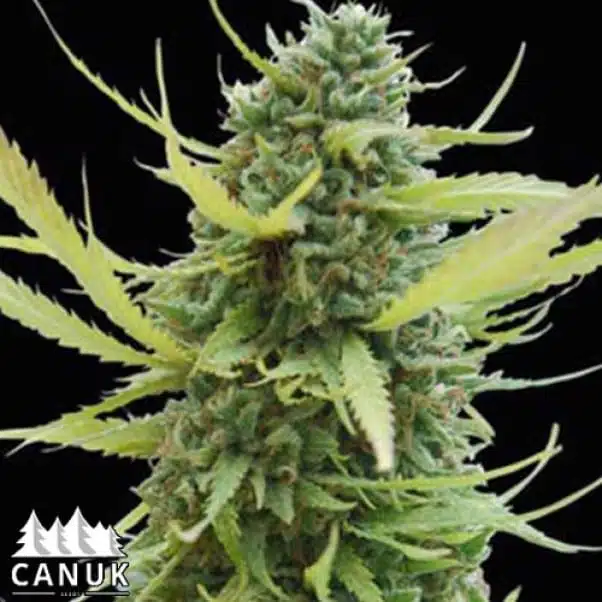 Sour Diesel | Canuk Seeds | FEM Photoperiod Seeds