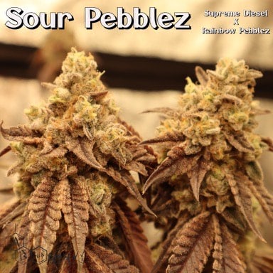 Image of flier for "Sour Pebblez"