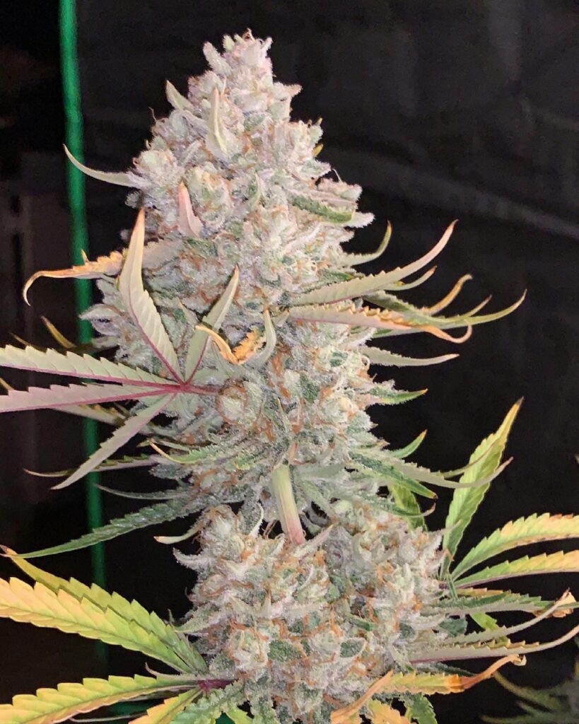 Span Lion Genetics - Sour Patch Bears Strain - Auto Fem - 5 Pack