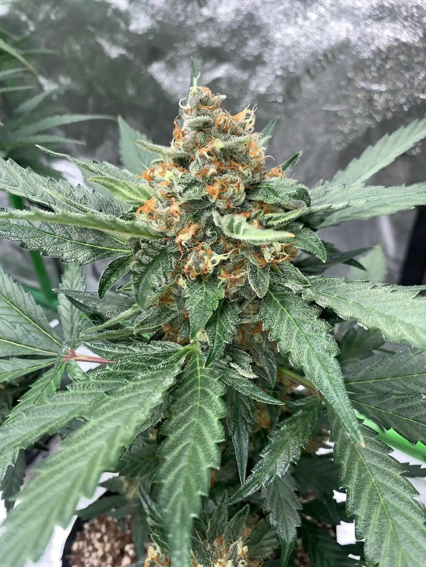 Span Lion Genetics - Strawbeary OG Strain - Auto Fem - 4 Pack