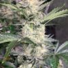 Span Lion Genetics - Strawbeary OG Strain - Auto Fem - 4 Pack - Image 2