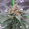 Span Lion Genetics - Strawbeary OG Strain - Auto Fem - 4 Pack - Image 3