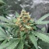 Span Lion Genetics - Strawbeary OG Strain - Auto Fem - 4 Pack - Image 4