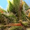 Sweet Seeds – Strawberry Banana Gelato XL Strain – Auto Fem - Image 2