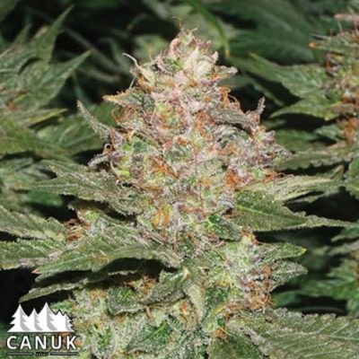 The Strawberry Cough by Canuk seeds