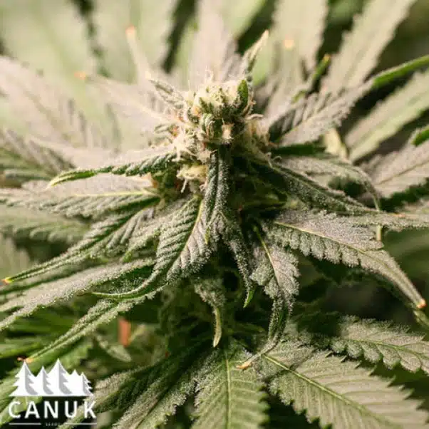 Strawberry Banana Cheese | Canuk Seeds | FEM Photoperiod Seeds