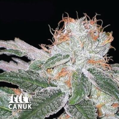 The Strawberry Cheesecake Feminized by Canuk seeds