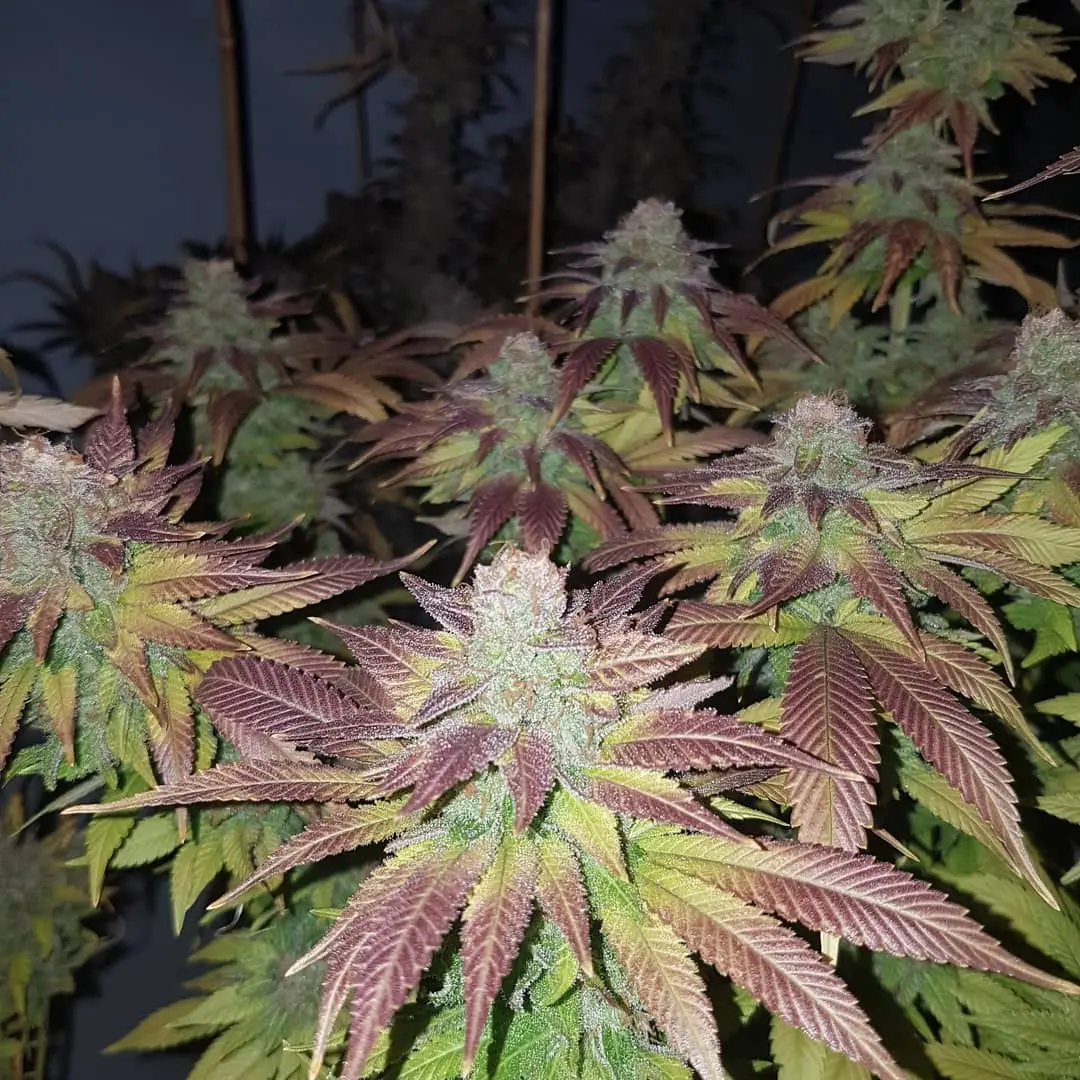 Strawberry Dawg Pie Auto | Butter Bean Birdseed | FEM Autoflower Seeds