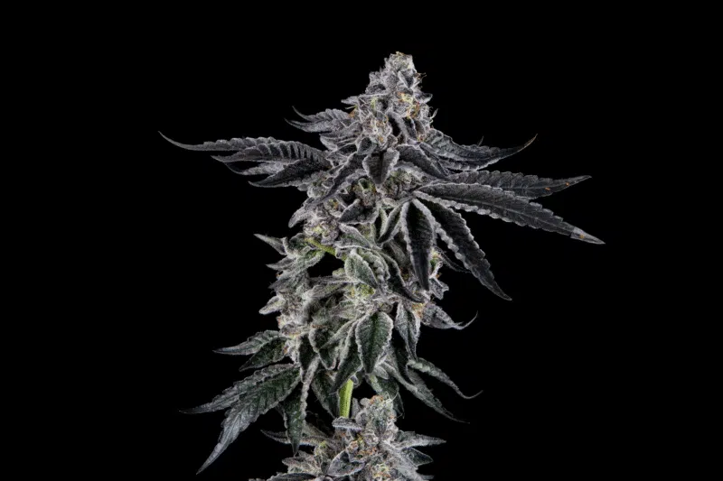 Sugar Fly Strain ( James Loud Collab ) | Mosca Seeds | Fem Photoperiod Seeds | 6 Pack