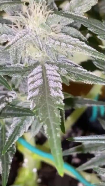 Image of a cannabis plant