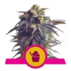 Sundae Driver1