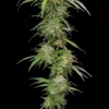 Humboldt Seed Co – Ed Rosenthal’s Super High Life Strain – Fem Photo - Image 2