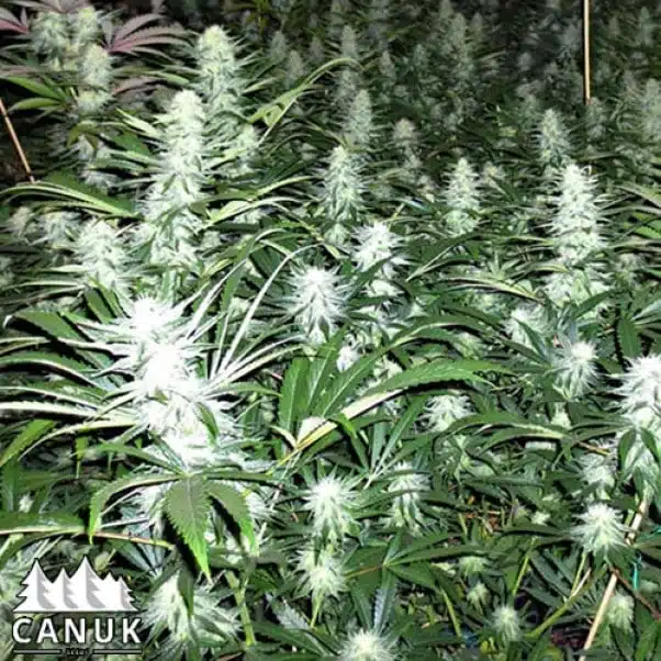 Super Lemon Haze | Canuk Seeds | FEM Photoperiod Seeds
