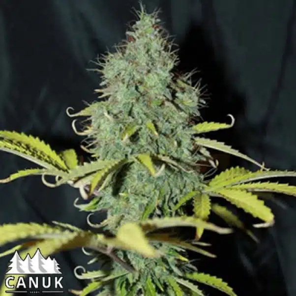 Sweet Tooth Auto | Canuk Seeds | FEM Autoflower Seeds