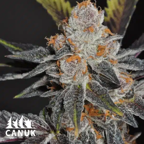 The Thin Mint Cookies by Canuk seeds