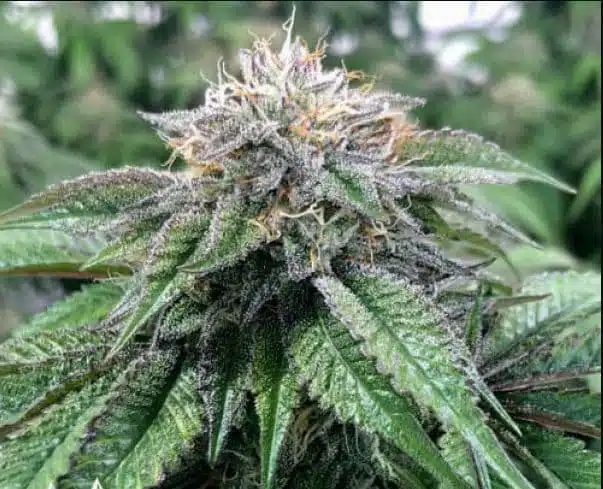Master Kush | Canuk Seeds | FEM Photoperiod Seeds