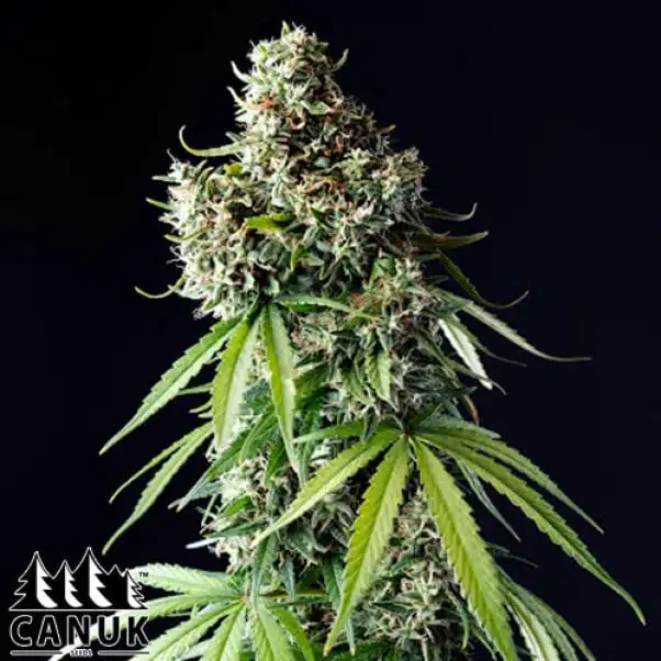 Train Wreck | Canuk Seeds | FEM Photoperiod Seeds