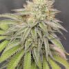 Gem Seeker Genetics - Treetz Strain - Fem Photo 6 Pack - Image 2