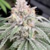 Gem Seeker Genetics - Treetz Strain - Fem Photo 6 Pack - Image 4