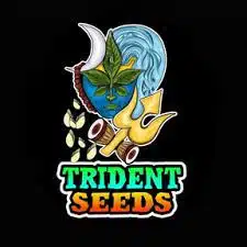 TRIDENT SEEDS - [PBB X Mac Dark Pheno] X Purple Inthanon Thai Landrace + 10 pack of Arraku amango