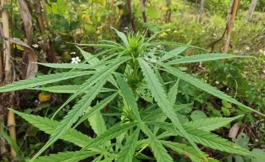 Trident Seeds – Chiang Rai Strain – Reg Photo