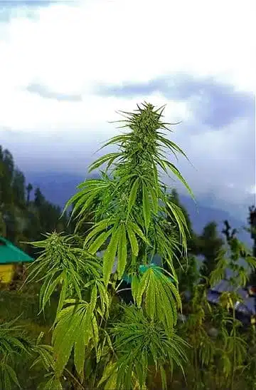 Trident Seeds – Wailing Cosmetic Strain – Reg Photo