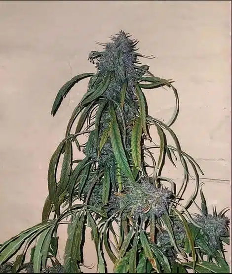 Trident Seeds – Nirang Gutter Gas Strain – Reg Photo
