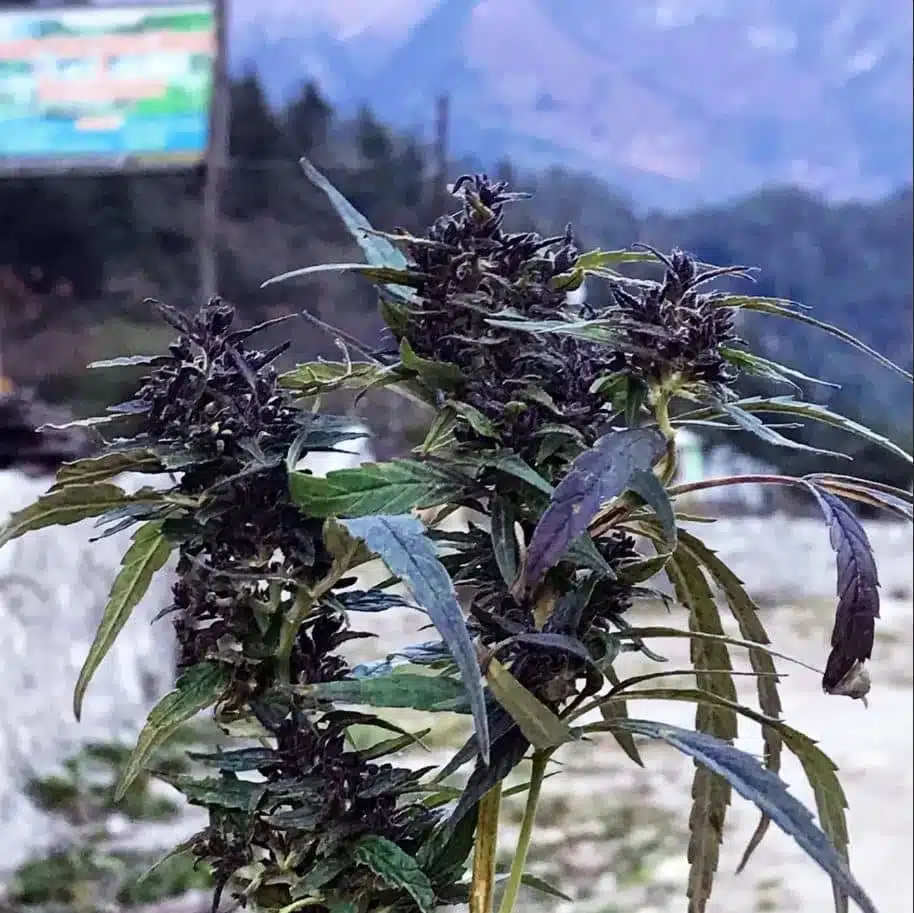 Trident Seeds – Manang Purple Strain – Reg Photo