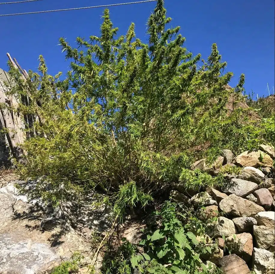 Trident Seeds – Manaslu Strain – Reg Photo