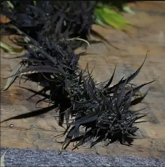 Trident Seeds – Nirang Black Strain – Reg Photo