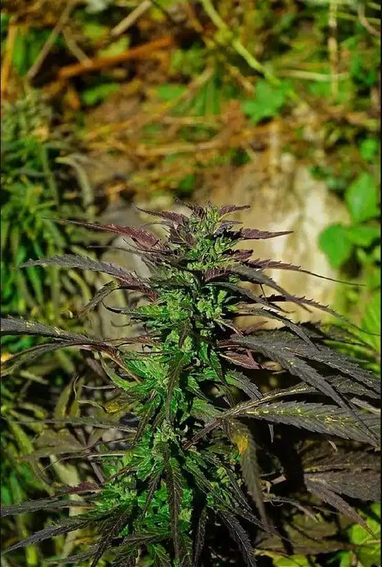 Trident Seeds – Waichin Lavender Strain – Reg Photo