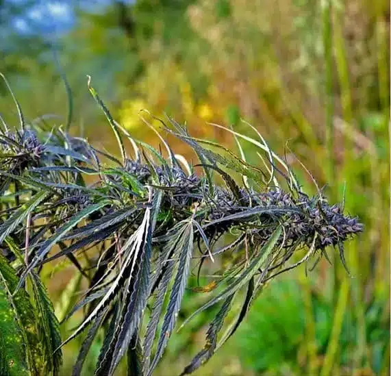 Trident Seeds – Wailing Fuel Strain – Reg Photo