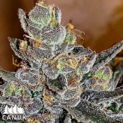 Tropicana glookies by Canuk seeds