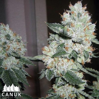 The True OG by Canuk seeds