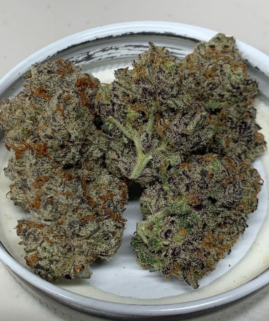 Sunken Treasure Seeds - Truffle Stomper - Reg Photo 12 Pack