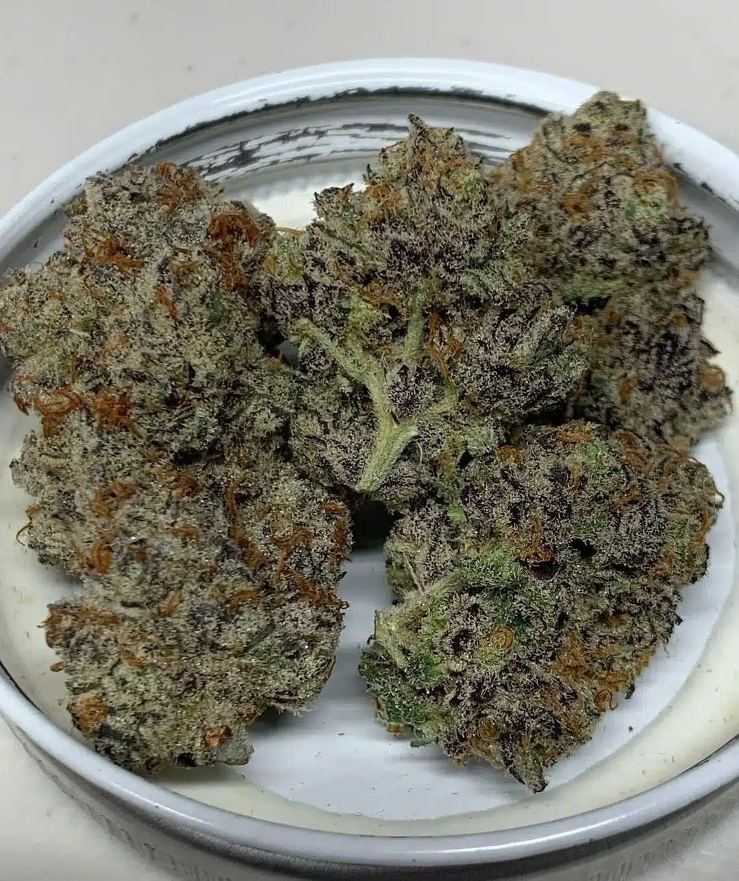 Sunken Treasure Seeds - Truffle Stomper - Reg Photo 12 Pack