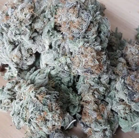 Tuna Kush Auto | Butter Bean Birdseed | FEM Autoflower Seeds