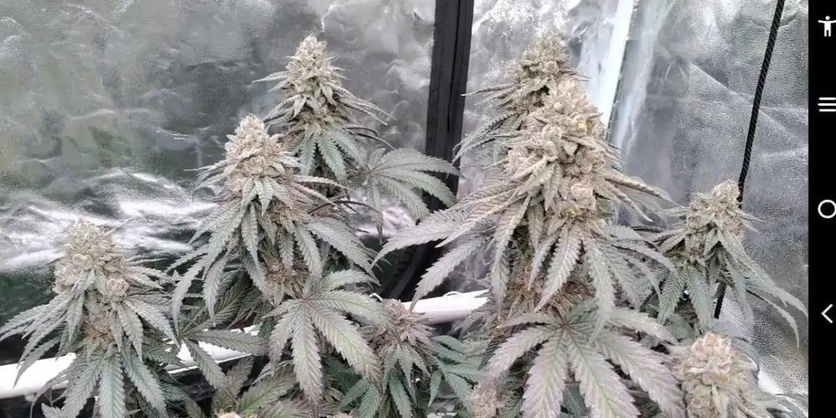 Sofem Genetics – VantaBlack Strain – Fem Photo – 5 Pack