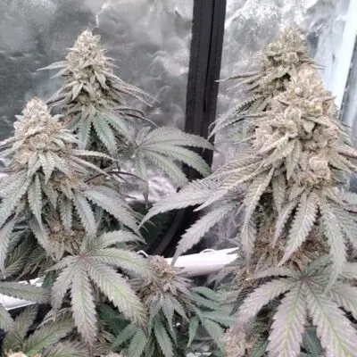 Sofem Genetics – VantaBlack Strain – Fem Photo – 5 Pack