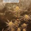 Newbie Nugs – Velvet Vineyards Strain – Photo Fem – 5 Pack - Image 2