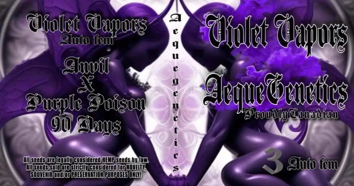 Violet Vapors Auto | Aeque Genetics | FEM Autoflower Seeds