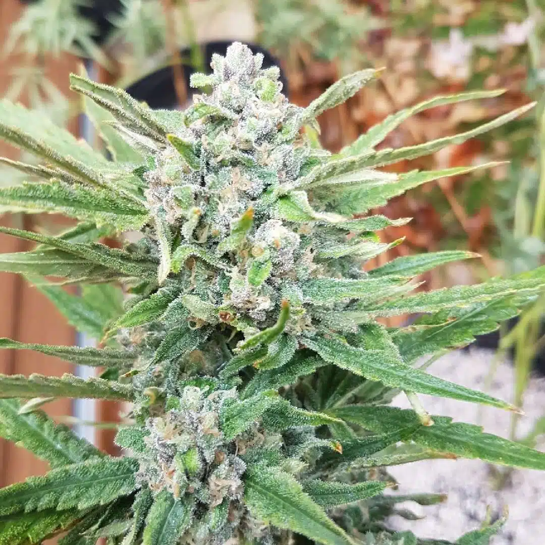 Watermelonium Auto | Butter Bean Birdseed | FEM Autoflower Seeds